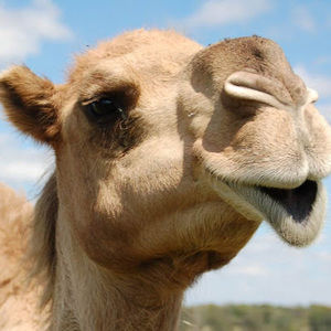 Meet your Posher, Kendall